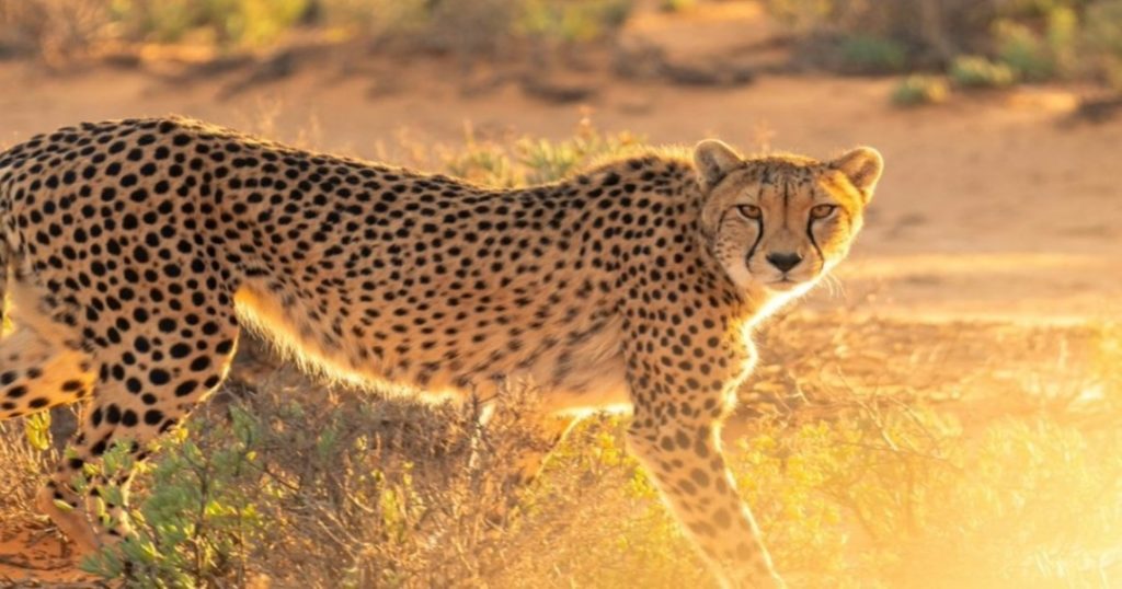 India’s First Cheetah Safari