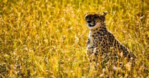 India’s First Cheetah Safari