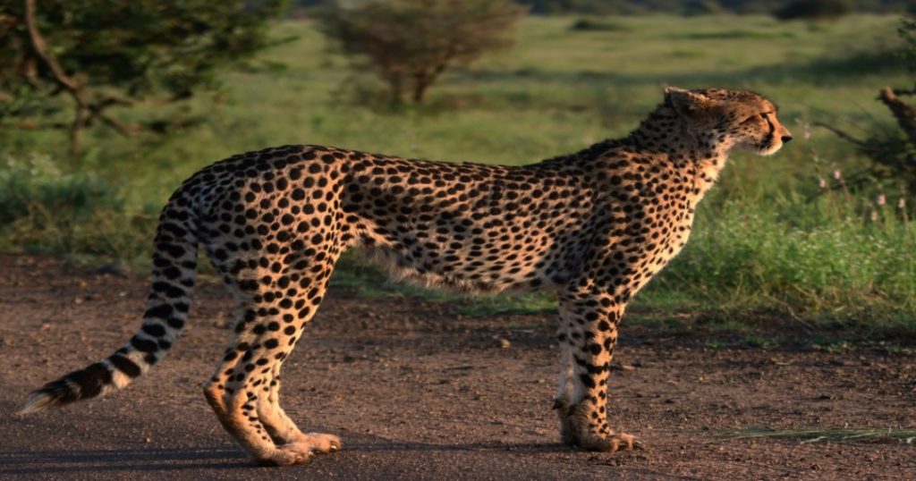 India’s First Cheetah Safari Opens in Kuno National Park