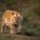 Kaziranga Witnesses Stunning Sighting of Elusive Golden Tiger