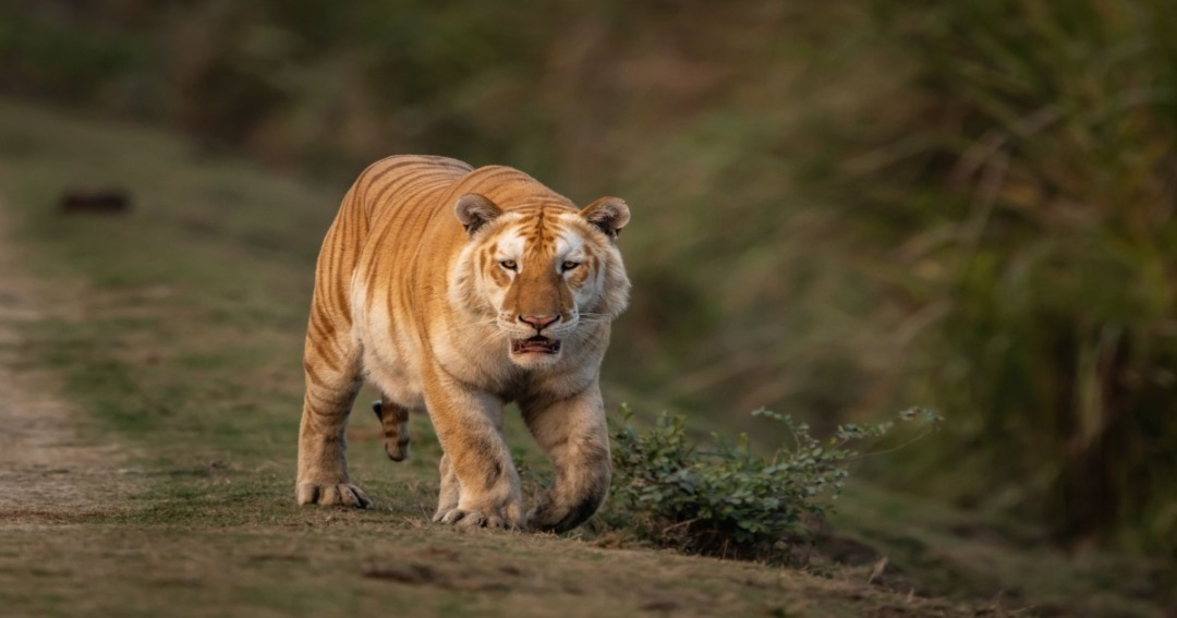 Kaziranga Witnesses Stunning Sighting of Elusive Golden Tiger