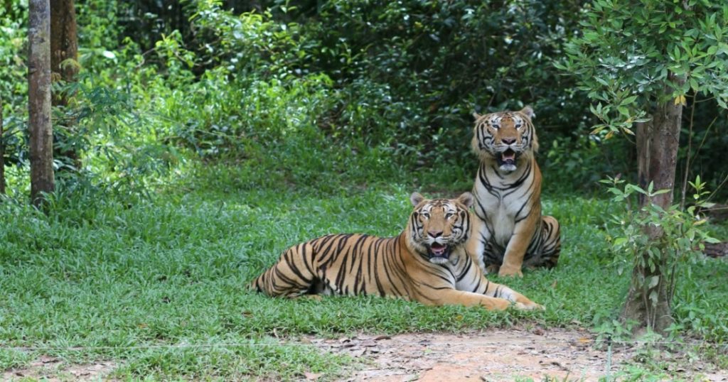 Mukhi the Cheetah Welcomes Five Cubs