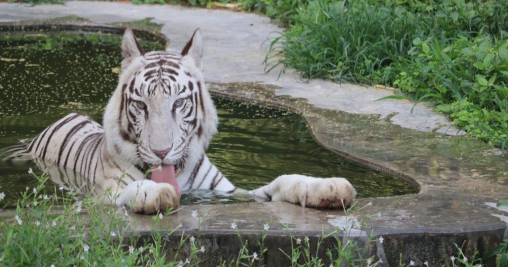 Thousands Flock to Delhi Zoo as It Reopens After Maintenance Break