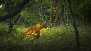 Jharkhand Launches App-Based Wildlife Census Across 36 Forest Divisions
