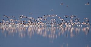 Sambhar Lake Turns Pink as Thousands of Flamingoes Arrive for Winter