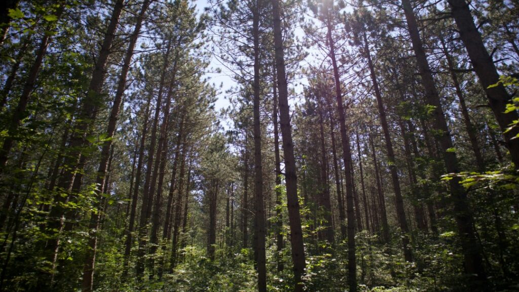 A Forest That Comes Alive at Night Lucknow