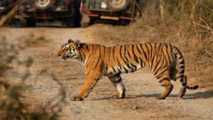 Wild Side of Jaipur: Nahargarh Park Draws Surging Crowds with Thrilling Big Cat Safaris