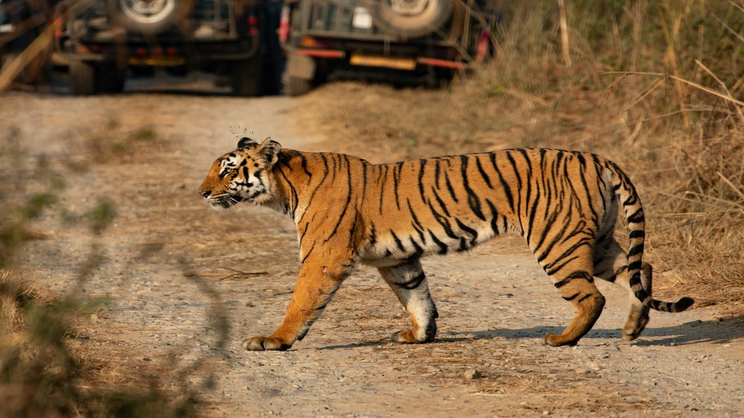Wild Side of Jaipur: Nahargarh Park Draws Surging Crowds with Thrilling Big Cat Safaris