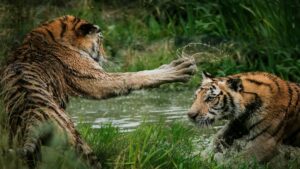 Union Budget 2026 Gives Big CatConservation a Bigger Role