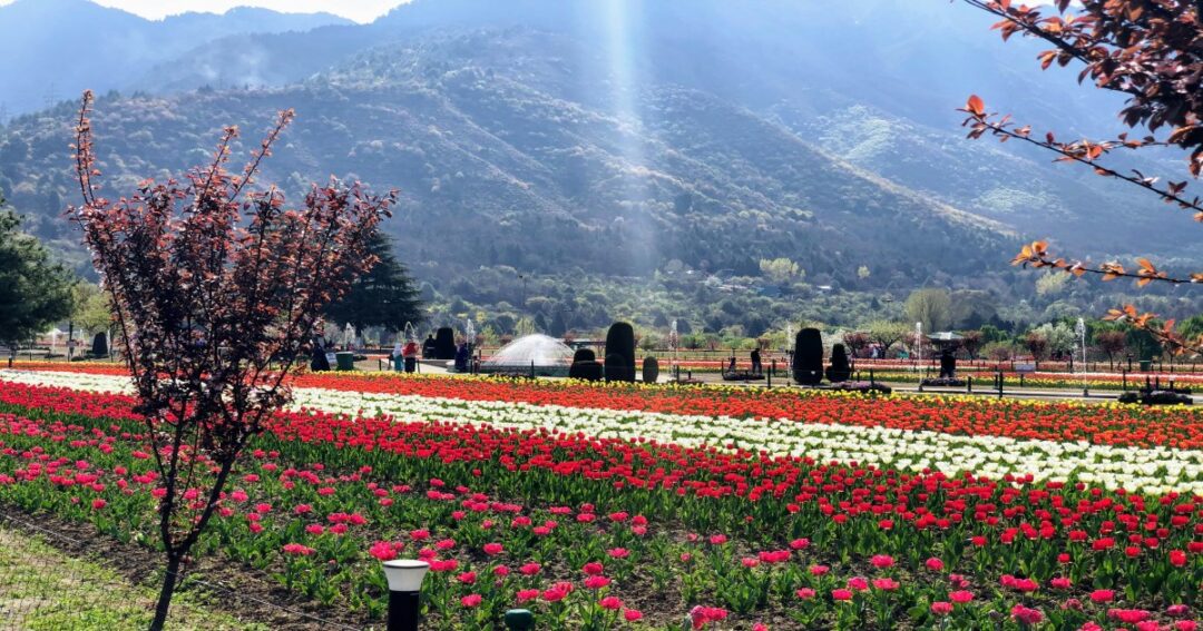 Kashmir Tulip Bloom 2026: Early Blossoms Signal Start of Spring Tourism in Srinagar