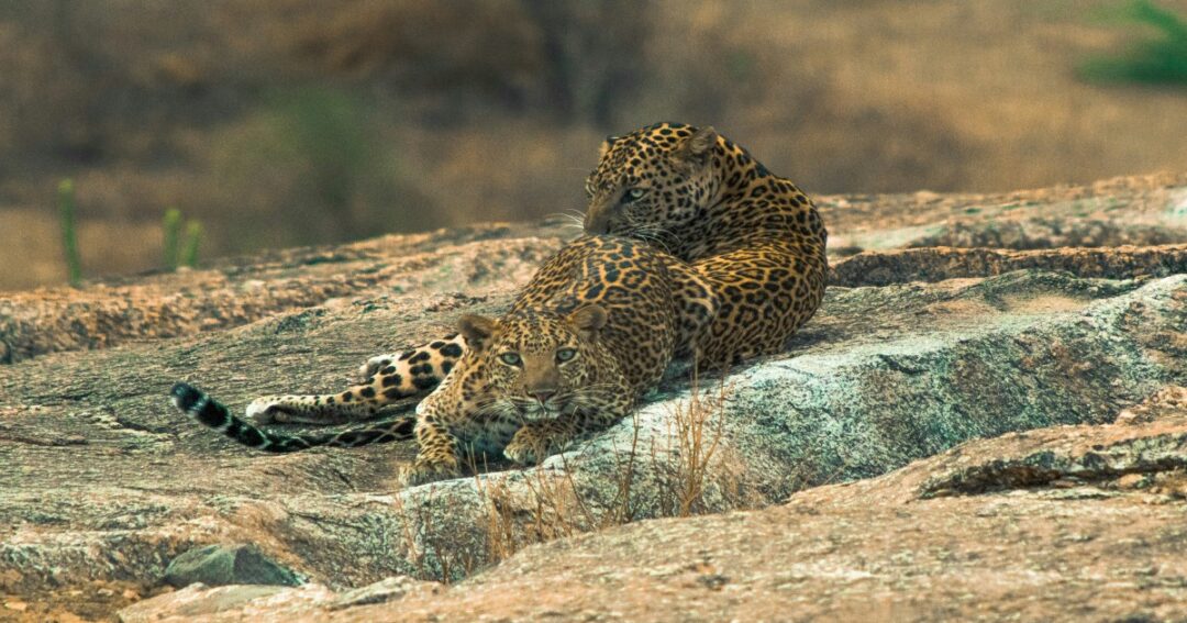 Rajasthan Steps In To Protect Jawai Leopards From Overtourism