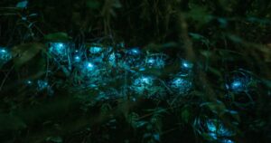 Maharashtra’s Forests Are Glowing Again As Firefly Season Returns Before Monsoon