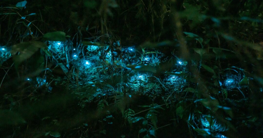Maharashtra’s Forests Are Glowing Again As Firefly Season Returns Before Monsoon