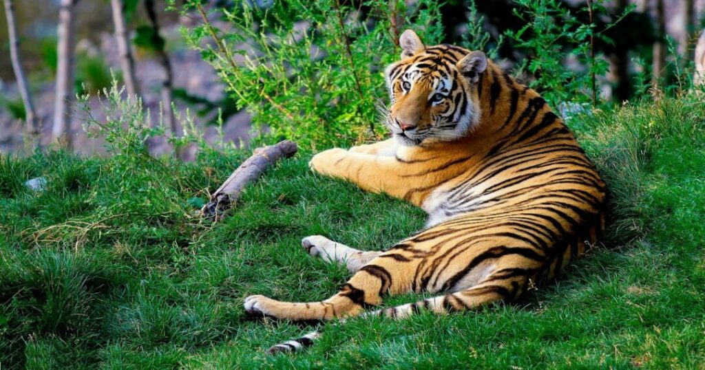 Sariska Tiger Reserve