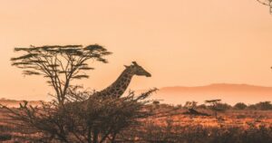 Africa Tourism Growth