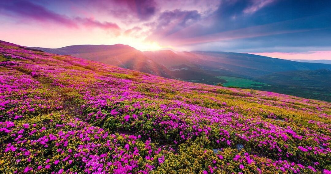 Valley of Flowers Reopens for 2026 Season: Best Time to Visit, Trek Guide & Travel Information