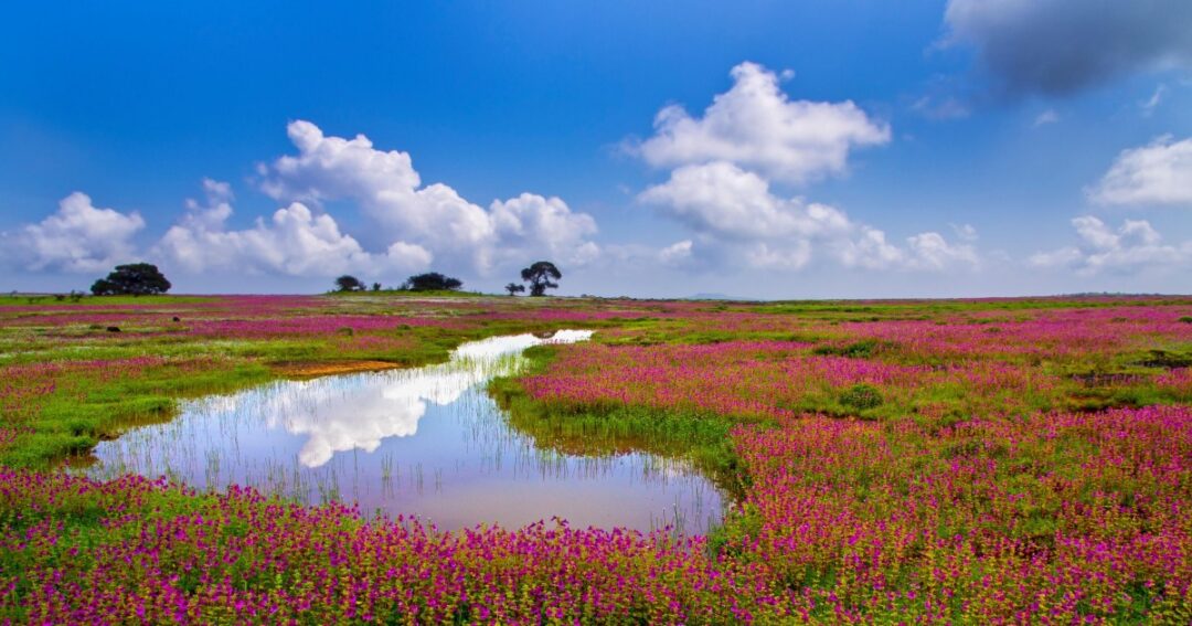 Kaas Plateau to Reopen on September 1, 2026